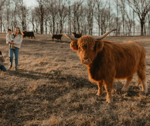 AT2A Grass Fed Beef Spleen